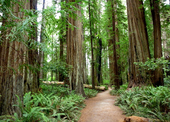 Ferns and redwoods in the Stout Grove