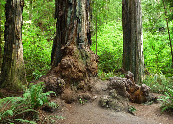 Redwood burls, Stout Grove