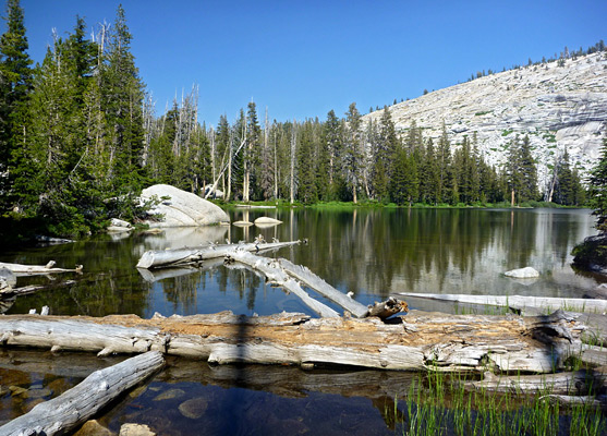 Tree trunks and granite boulders, in the first Sunrise Lake