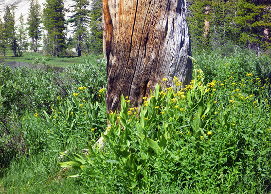 Flowers and a dead tree