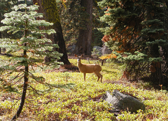 Mule deer along the path to Taft Point