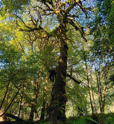 Mossy tree