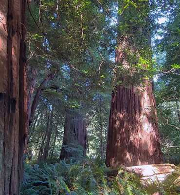 Redwood trunks