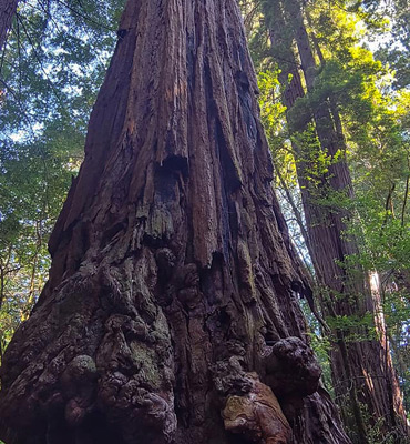 Redwood burls