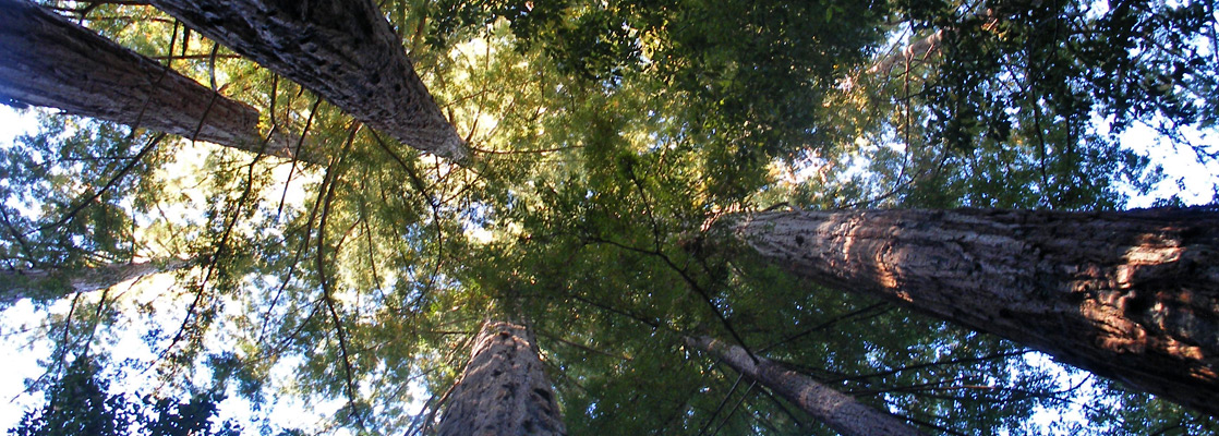 Redwoods along the Creeping Forest Trail