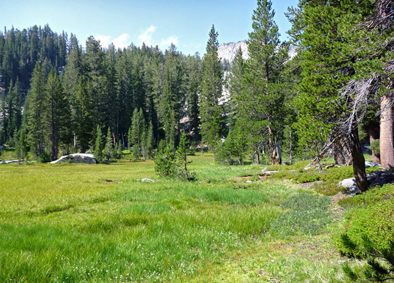 Trail along a meadow