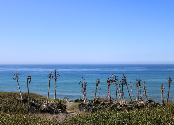 Coastal agave