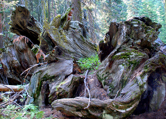 Twisted roots of a fallen sequoia, near Tharps Log