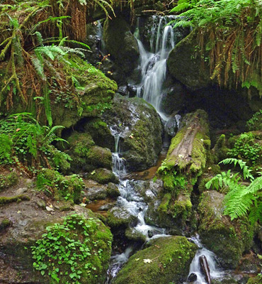 Moss and ferns around Trillium Falls