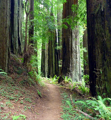 Path through the forest