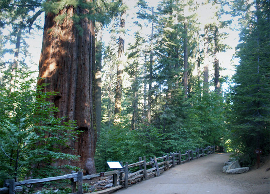 Trail through the Tuolumne Grove