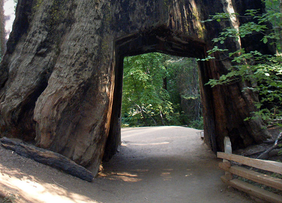Hollow sequoia tree - the Dead Giant