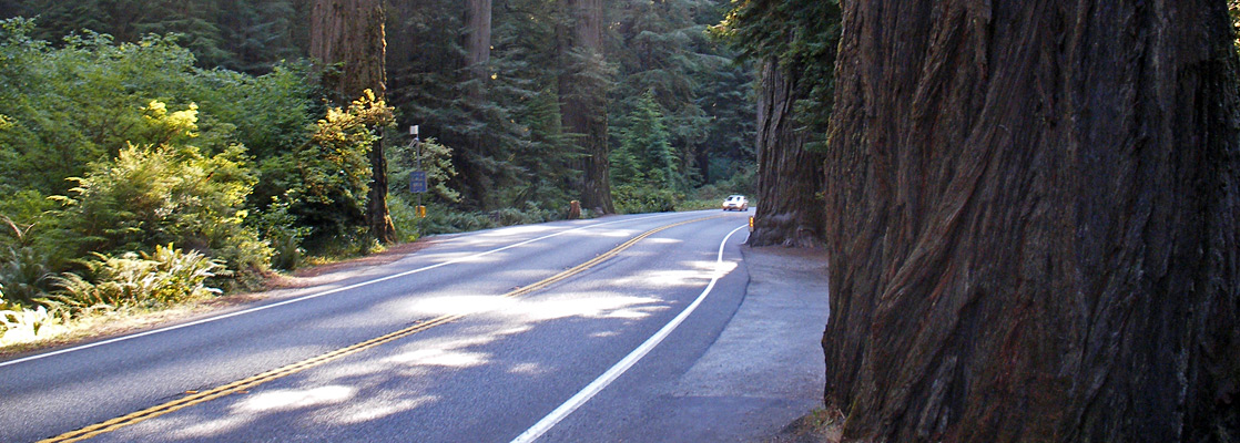 US 199 through the redwood forest, by the start of the Simpson Reed Trail