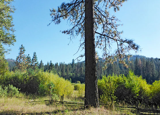 Big tree, north side of the loop