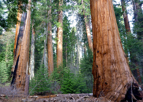 Big sequoia trees in Wheel Meadow Grove