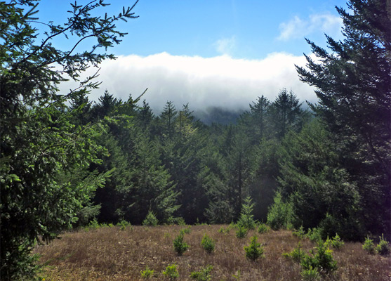 Clearing in the forest