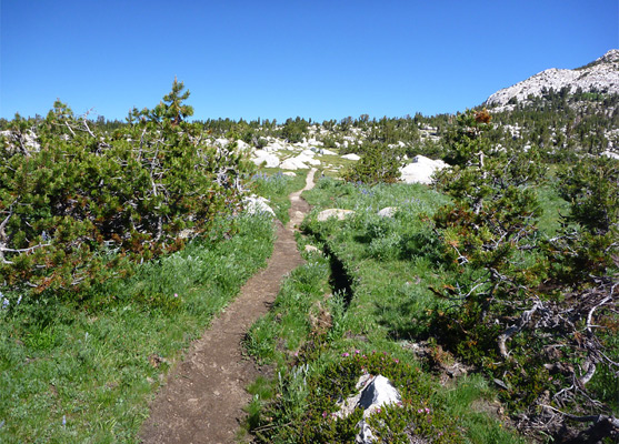 Path across a meadow