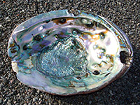 Abalone shell