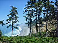 Trees above Agate Beach