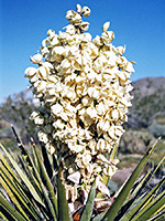 Yucca schidigera