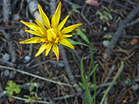 Yellow petals