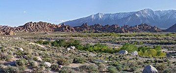 Bushes along Lone Pine Creek