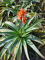 Flower of aloe arborescens