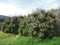 Large clump of aloe arborescens