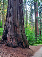 Alta Trail