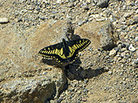 Anise swallowtail