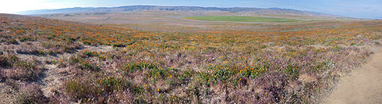 Antelope Valley California Poppy Reserve State Natural Reserve