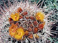 Desert barrel cactus, Desert barrel cactus (ferocactus cylindraceus), with flowers; Anza-Borrego Desert State Park, California