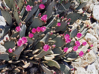 Beavertail cactus, Beavertail cactus (opuntia basilaris), with flowers; Anza-Borrego Desert State Park, California