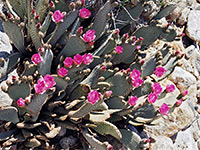 Pink flowers