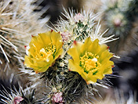 Golden cholla, Flowers of the golden cholla (cylindropuntia echinocarpa); Anza-Borrego Desert State Park, California