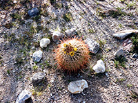 Ferocactus, Ferocactus cylindraceus, in the late evening sun; Anza-Borrego Desert State Park, California