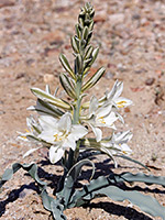 Desert lily, Desert lily (hesperocallis undulata), just starting to flower; Anza-Borrego Desert State Park, California