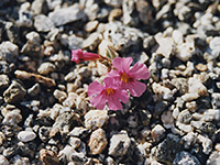 Bigelow monkey flower, Bigelow monkey flower (mimulus bigelovii); Anza-Borrego Desert State Park, California