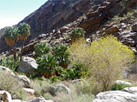 Bushes and ocotillo