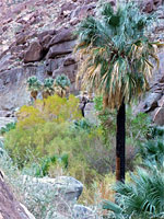 Group of palm trees