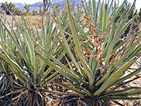 Banana yucca