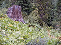 Fern-covered hillside