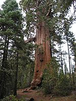 Large sequoia