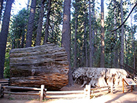 Big Stump, and log