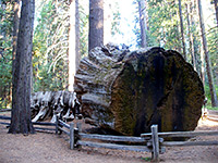 Log from the Discovery Tree