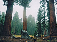 Sequoia on the Big Trees Trail