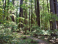 Ferns, bushes and trees