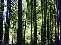 Sunny leaves and shadowy trunks