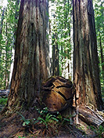 Log between two trees