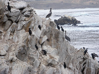 Birds on Guillemot Island